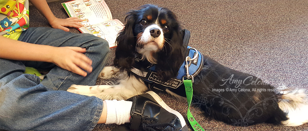 Wesley Therapy Dog @AGIS
